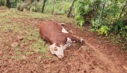 Três animais morreram atingidos por raio no interior