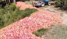 Agricultor doa 50 toneladas de ameixa após não conseguir vender produção