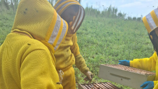 Município promove curso de implantação de apiários e criação racional de abelhas