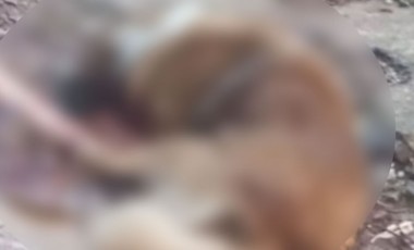 Delegado detalha prisão de mulher suspeita de matar cão Beethoven a machadadas; Ela nega