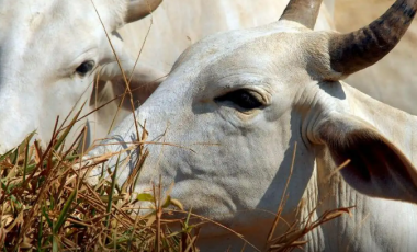 Carne brasileira passa a pagar tarifa de 67% para entrar na China