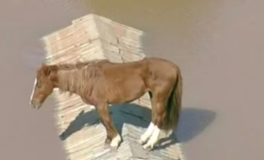 Cavalo que ficou ilhado nas enchentes do RS vira estátua de 4 metros em município gaúcho