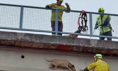 Bombeiros resgatam cão em situação de risco sobre passarela na BR-282