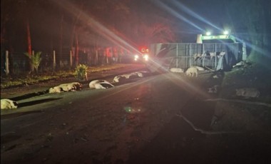 Caminhão carregado com suínos tomba na SC 283