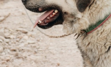 Homem é suspeito de matar cão a golpes de pá em Canoinhas