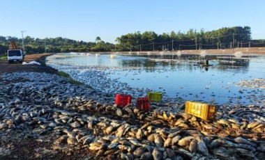 Agricultor tem prejuízo de cerca de R$ 9 milhões após queda de energia causar morte de 900 mil kg de tilápias