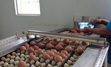 Produção de ovos cresce em Santa Catarina e fortalece atividade no agro
