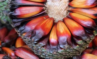 Pinhão deverá ser colhido mais tarde no Paraná em 2026