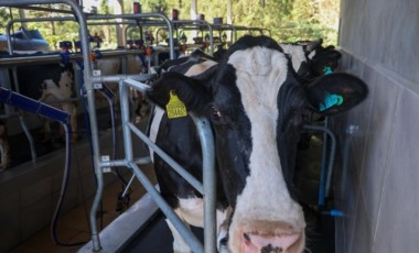 SC proíbe reconstituição de leite em pó importado para proteger produtores locais