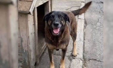 Morte do cão Orelha: famílias de adolescentes acusados negam envolvimento