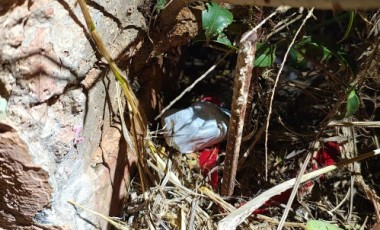 PM apreende porção de maconha abandonada em terreno baldio