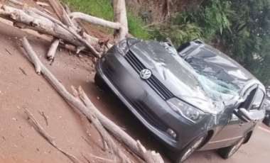 Árvore cai sobre veículo na Rota 101 e motorista é hospitalizado