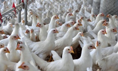 Indústria de alimentos cresceu quatro vezes mais do que a média nacional em 2025