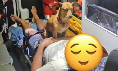 Cachorro caramelo acompanha tutor em ambulância e emociona equipe do Samu em Santa Catarina