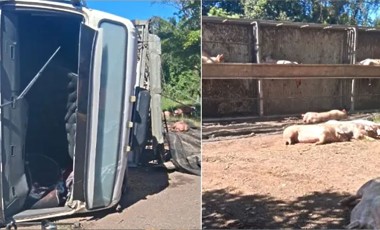 Caminhão carregado com porcos tomba na BR-280