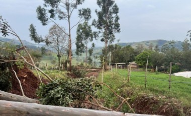 Ventania causa destelhamentos, derruba árvores e mata animais no interior