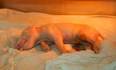 Brasil cria 1º porco clonado da América Latina para fornecer órgãos ao SUS