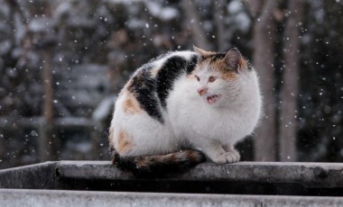 Veterinária orienta como proteger os animais do frio intenso