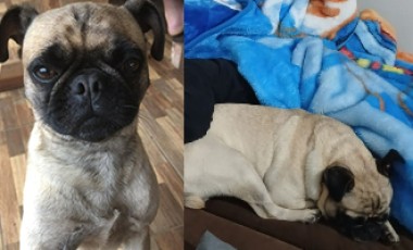 Família procura por cachorro desaparecido em Dionísio Cerqueira