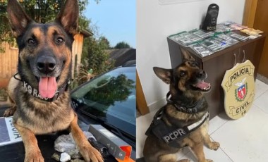 Cão policial que ajudou a apreender 12 toneladas de drogas se aposenta após diagnóstico de câncer