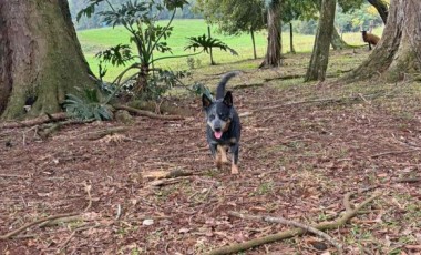 Cachorra desaparecida em Bom Jesus do Sul: família procura por Megui e oferece recompensa