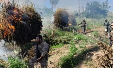 PF e autoridades paraguaias intensificam combate ao cultivo de maconha na fronteira