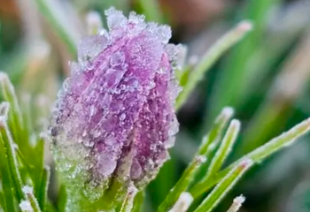 Geada cobre a Serra e manhã registra mínimas próximas de 0°C