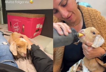 Cabrinha encontrada chorando em estrada de SC ganha novo lar: ‘Coisa mais querida’
