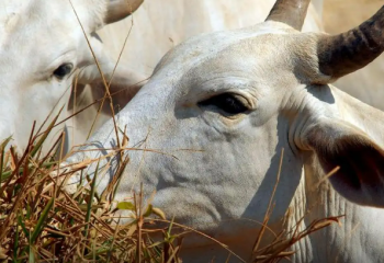 Carne brasileira passa a pagar tarifa de 67% para entrar na China