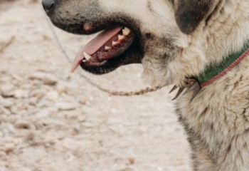 Homem é suspeito de matar cão a golpes de pá em Canoinhas