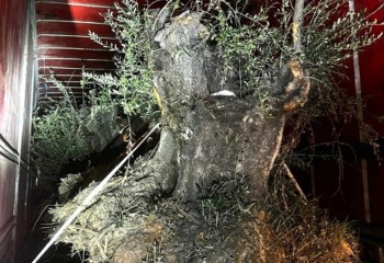 PF e PM apreendem caminhão com 8 oliveiras contrabandeadas