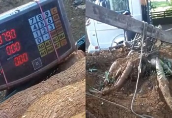 Família organiza 'força-tarefa' para colher pé de mandioca gigante de 84 kg em SC: 'Não tinha noção'