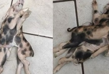 Leitão com dois corpos, uma cabeça e seis patas nasce