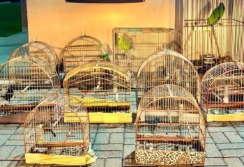 Operação resgata aves silvestres presas ilegalmente em gaiolas no Meio-Oeste