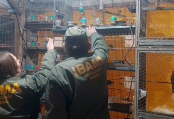 Mais de 650 animais são resgatados em situação precária de ‘zoológico clandestino’ em SC