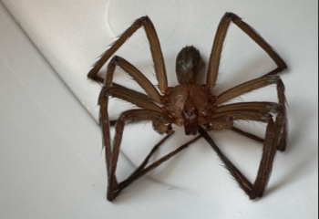 Conheça os sintomas e cuidados com picadas de aranha-marrom