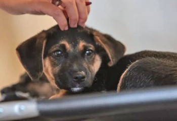 Lei define guarda compartilhada de pets; veja detalhes