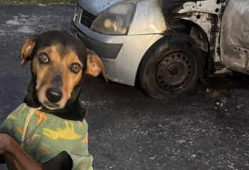 Homem é suspeito de incendiar carro com cachorro dentro em Criciúma