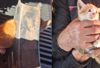 Bombeiros salvam filhote de gato preso em peça metálica em Chapecó