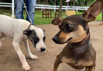 CastraPet Paraná promove ação de castração gratuita e reforça o bem-estar animal
