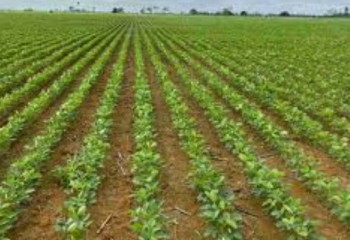 La Niña deve chegar em novembro e antecipar o plantio de soja