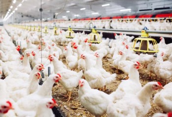 Após China e UE, Argentina suspende importações de frango do Brasil