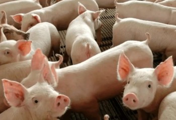 Exportação de carne suína do Brasil registra 2º maior volume mensal da história, diz associação