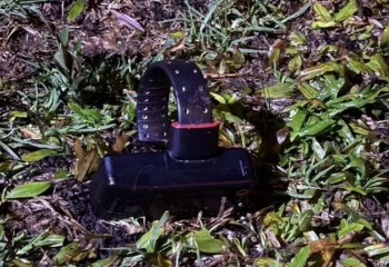 Homem rompe tornozeleira eletrônica e mata mulher durante briga em banca de lanches