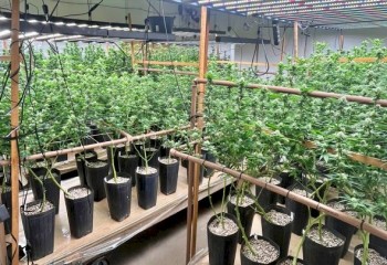 Homem tenta fugir, mas é preso após polícia descobrir plantação de maconha em residência