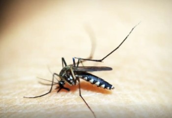 Paraná teve mais 2.880 casos de dengue e dois novos óbitos confirmados na última semana