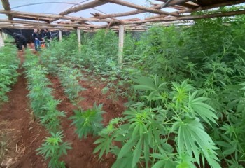 Dupla é presa por cultivar grande quantidade de maconha em estufa