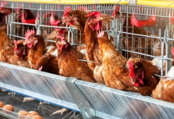 Cinco países suspendem importação de produtos avícolas do Brasil após caso de Newcastle no Oeste de SC