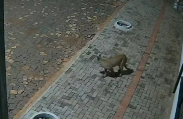 Onça-parda é flagrada por câmeras nos fundos de pizzaria e assusta moradores no Paraná