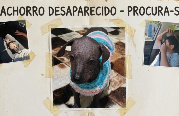 Cachorro da raça Pelado Mexicano, desaparece na comunidade Siqueira Bello, na Gruta de Santa Emília